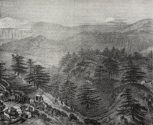 Widok na górę Liban ze słynnymi cedrami, Liban, litografia Salvatore Puglia z Poliorama Pittoresco, nr 10, 15 października autorstwa Salvatore Puglia