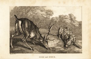 Spotkanie jelenia Cervus elaphus z panterą śnieżną Panthera uncia