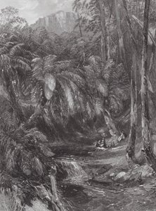 Australia: Dolina drzew paproci (rycina) autorstwa Samuel (after) Prout