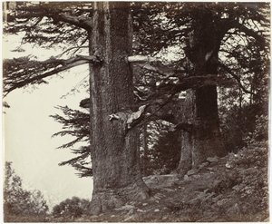 Dwa cederbomen, Himachal Pradesh Deoddars 35 stóp i 37 stóp w obwodzie (tytuł oryginalny) autorstwa Samuel Bourne (attributed to)