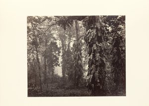 Darjeeling; Pełzacze w lesie poniżej Ging autorstwa Samuel Bourne