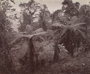 Darjeeling, grupa paproci drzewnych w Lebong autorstwa Samuel Bourne