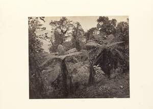Darjeeling; Grupa paproci drzewiastych w Lebong