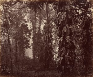 Darjeeling, Indie autorstwa Samuel Bourne