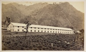 Selim Tea Estate, Darjeeling, nowa fabryka, niższy oddział,  z „Widoków Darjeeling”,  1860-80    (zdjęcie czarno-białe) autorstwa Samuel Bourne