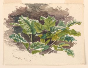 Studium botaniczne autorstwa Samuel Colman