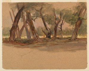 Cyprysy, Chapultepec, Meksyk autorstwa Samuel Colman