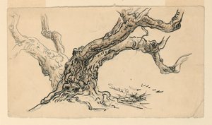 Rysunek, Szkice. Sycamores, Santa Barbara, Kalifornia, ok. 1888 r. autorstwa Samuel Colman