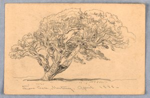 Rysunek, studia. Drzewa, Santa Barbara, Kalifornia, 1888 r. autorstwa Samuel Colman