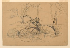 Rysunek, studia. Drzewa, Santa Barbara, Kalifornia, 3 lutego 1888 r. autorstwa Samuel Colman