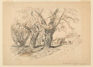 Rysunek, Studium dla cyprysów Montezumy, Park Chapultepec, Meksyk autorstwa Samuel Colman