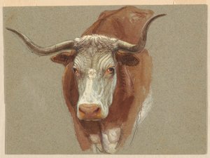 Głowa krowy lub wołu autorstwa Samuel Colman