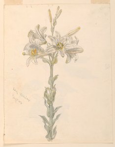 Lily, Stockbridge autorstwa Samuel Colman