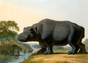 Hipopotam, 1804