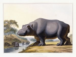 Hipopotam, 1804 autorstwa Samuel Daniell