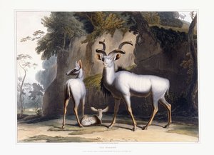 Kudu, 1804 autorstwa Samuel Daniell