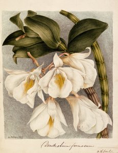 Dendrobium Formosum, ok. 1839 (akwarela) autorstwa Samuel Holden