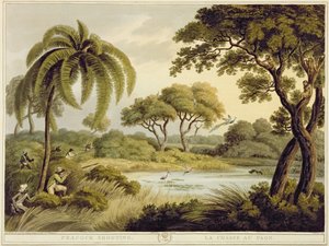 Peacock Shooting, z Oriental Field Sports, wyd. Edwarda Orme, 1807 (druk)