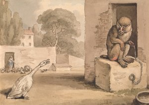 Gęś i pawian autorstwa Samuel Howitt