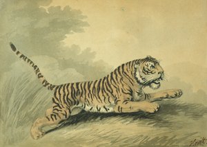 Tygrysica skacząca w prawo, 1807
