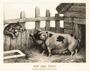 Duża locha w chlewni warcząca na wilka. 1811 (akwaforta)