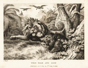 Lew i dzik walczą, a nad nimi krążą sępy. 1811 (akwaforta)