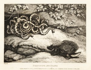 Ostre pióra jeżozwierza wypędzają gniazdo węży z jaskini 1811 (akwaforta)
