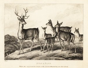 Jeleń z łaniami i jelonkami. Jeleń i płowy. 1811 (akwaforta) autorstwa Samuel Howitt