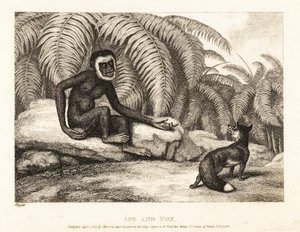 Bezogonowa małpa prosi lisa o kawałek jego ogona. Małpa i lis. 1811 (akwaforta)