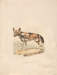 Pies abisyński