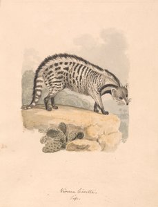 cyweta afrykańska autorstwa Samuel Howitt