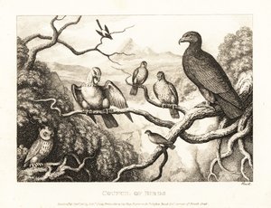 Orzeł przewodniczy dworowi ptaków na drzewie. 1811 (akwaforta) autorstwa Samuel Howitt