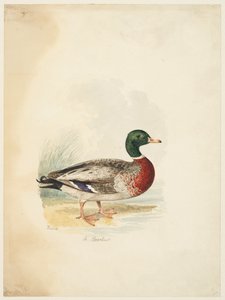 Kaczka - Anas boschas (recto), ok. 1813-22 (grafit, długopis i brązowy tusz oraz akwarela, grafit na tkanym papierze) autorstwa Samuel Howitt
