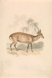 Wieprz Jeleń autorstwa Samuel Howitt