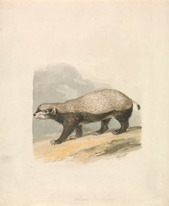 Borsuk Miodowy autorstwa Samuel Howitt