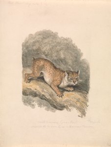 Ryś północnoamerykański autorstwa Samuel Howitt