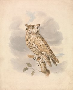 Scops Sowa autorstwa Samuel Howitt