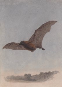 Studium nietoperza wampira autorstwa Samuel Howitt