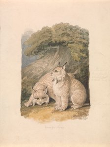 Ryś kanadyjski z życia autorstwa Samuel Howitt