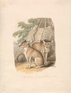 Dwa Husky autorstwa Samuel Howitt