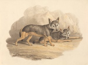 Dwie hieny autorstwa Samuel Howitt