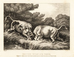 Dwa byki blokujące rogi w pobliżu stawu pełnego żab. 1811 (akwaforta) autorstwa Samuel Howitt