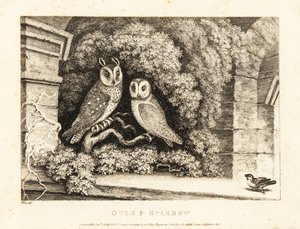 Dwie sowy i wróbel. 1811 (akwaforta) autorstwa Samuel Howitt