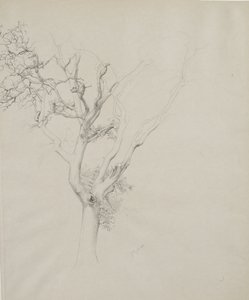 Studium drzewa, 1884 (grafit na szarym papierze tkanym)