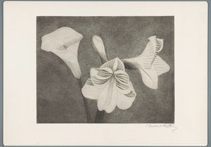 Amarylis i arum autorstwa Samuel Jessurun de Mesquita (signed by artist)