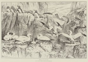Birds on the Bass Rock, w Muzeum Historii Naturalnej, South Kensington autorstwa Samuel John Carter