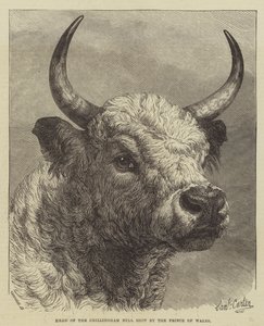 Szef Chillingham Bull zastrzelony przez księcia Walii
