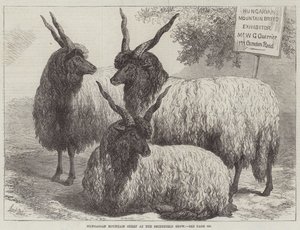 Węgierska owca górska na Smithfield Show