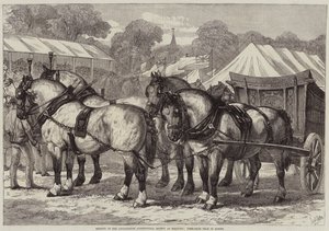Spotkanie Towarzystwa Rolniczego Lincolnshire w Sleaford, drużyna koni pierwszej nagrody