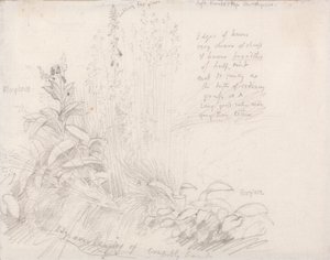 naparstnice autorstwa Samuel Palmer